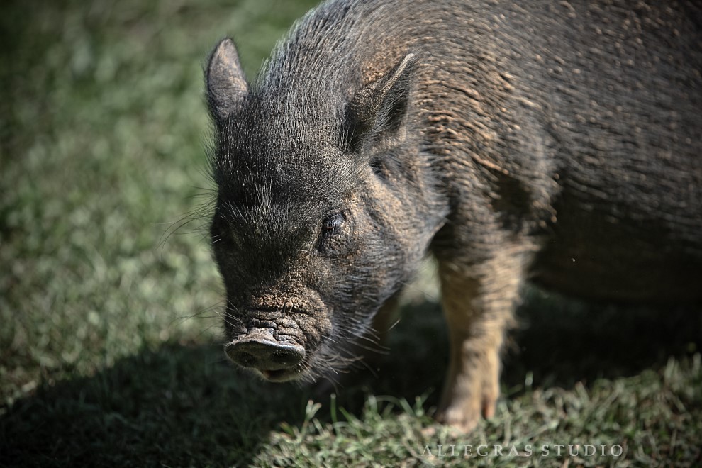 nagsheadfarm20120929-102.jpg